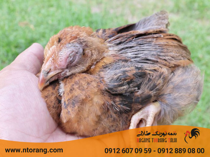 خطرات تورم چینه دان در طیور