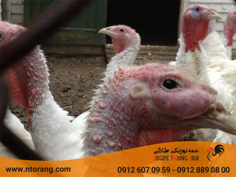 تورم چینه دان در طیور
