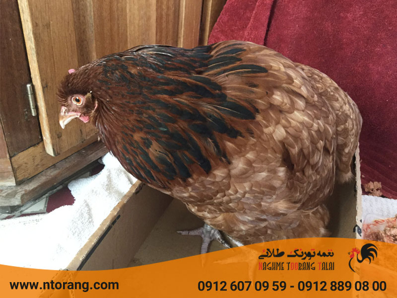 بیماری های خطرناک در صنعت مرغداری