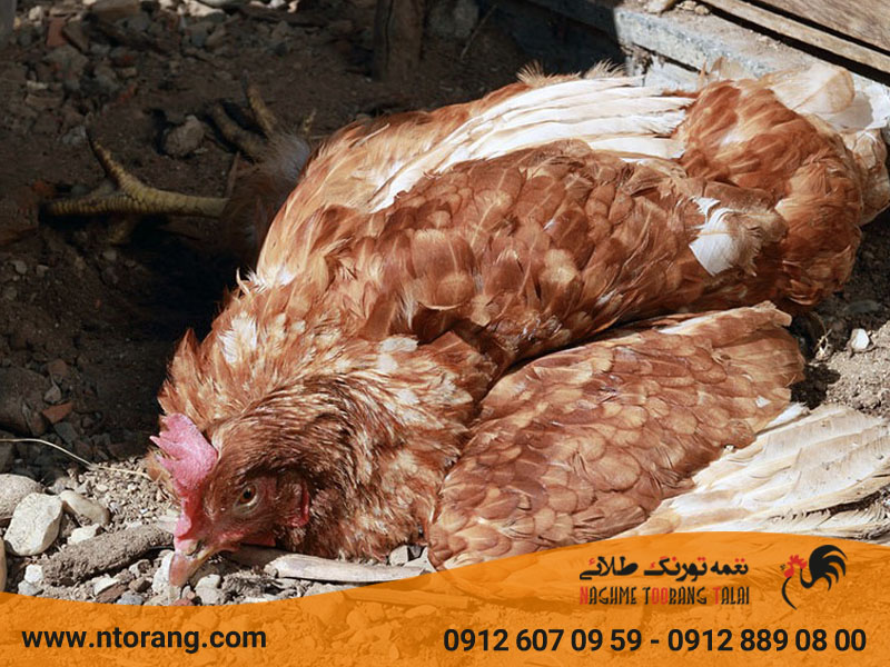 بیماری های پرورش مرغ
