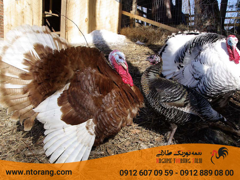 پرورش بلدرچین در فضای باز