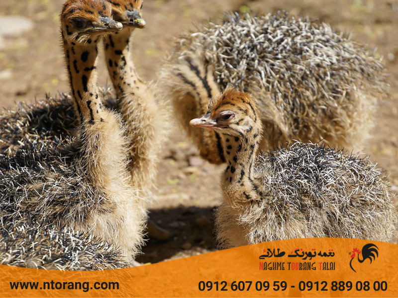 بهترین نژاد جوجه شترمرغ برای پرورش