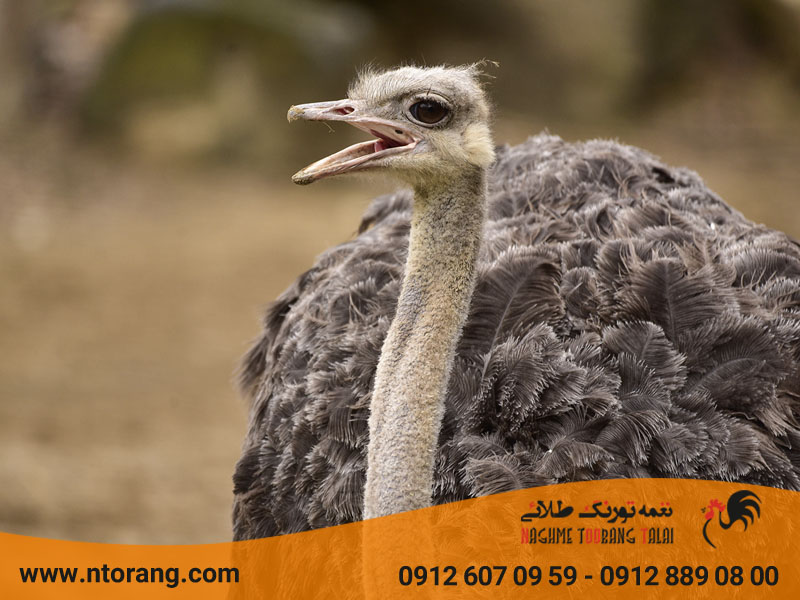 بهترین نژاد شترمرغ