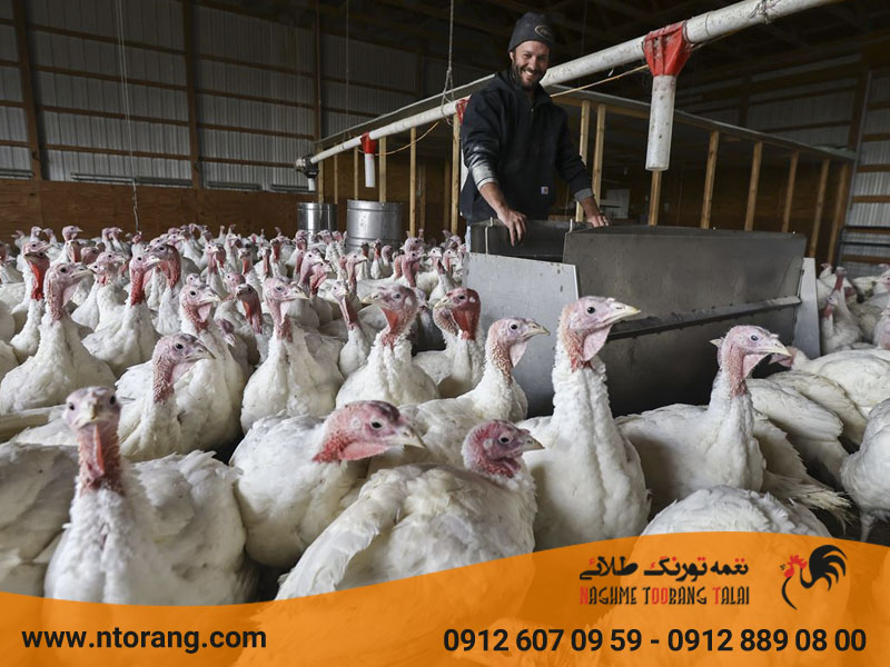 پرورش بوقلمون گوشتی