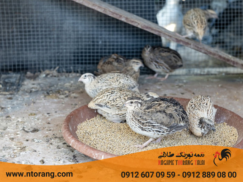 غذای بلدرچین یک روزه