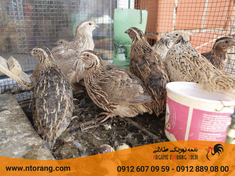 غذای بلدرچین یک ماهه