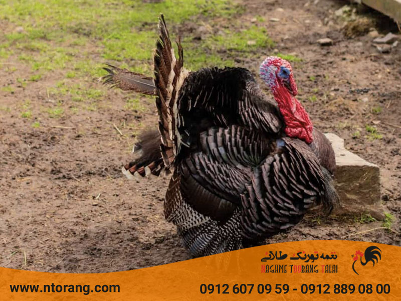بوقلمون نژاد برنز