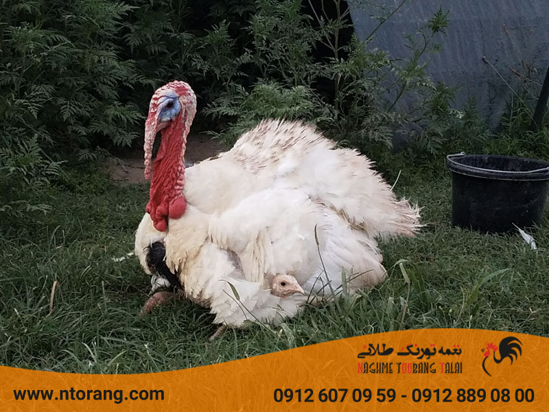 فروش جوجه بوقلمون بیوتی
