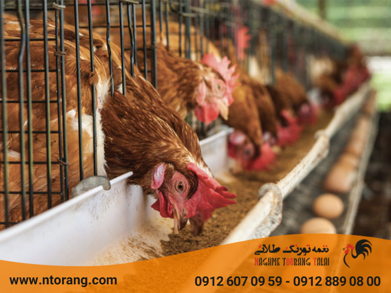 عوامل مؤثر بر وزن تخم مرغ
