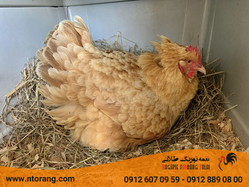چگونه مرغ را کرچ کنیم
