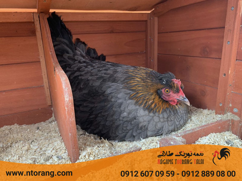 فصل کرچ شدن مرغ