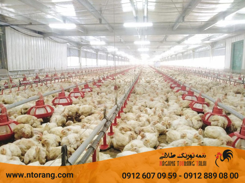 کاهش بو در سالن پرورش طیور