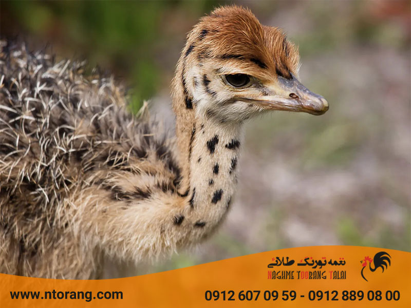 بهترین زمان خرید شترمرغ برای پرورش