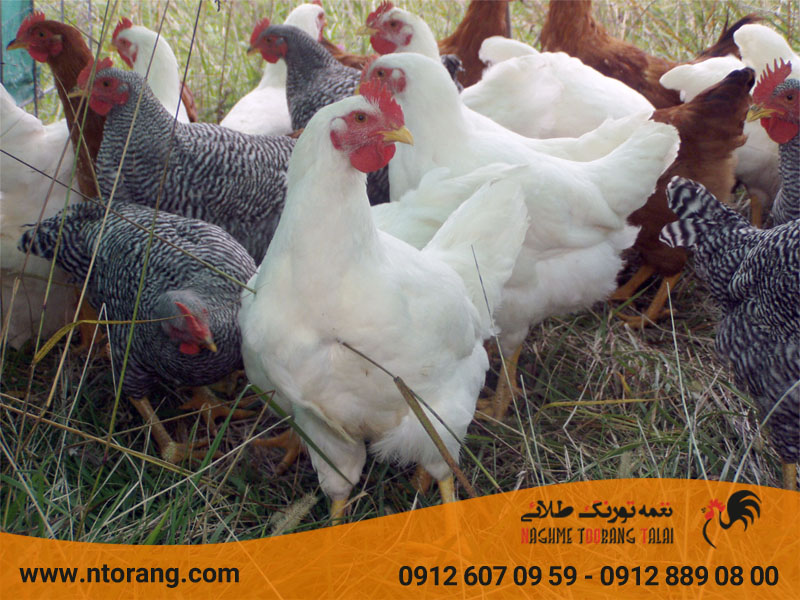 مرغ اصلاح نژاد شده