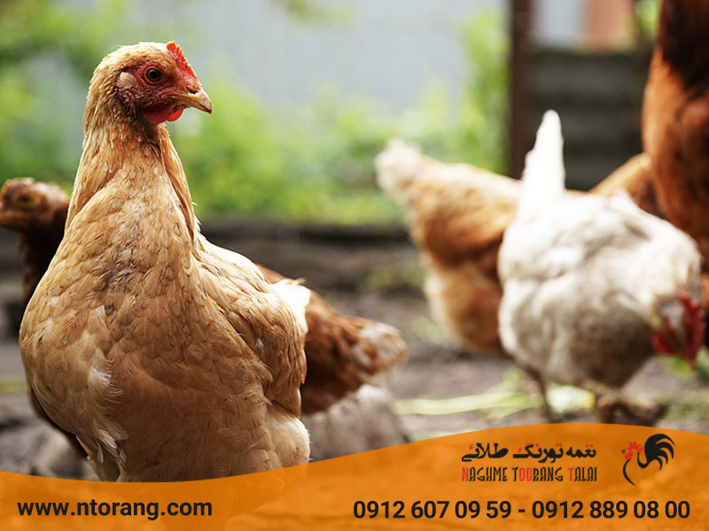 پرورش مرغ اصلاح نژاد شده