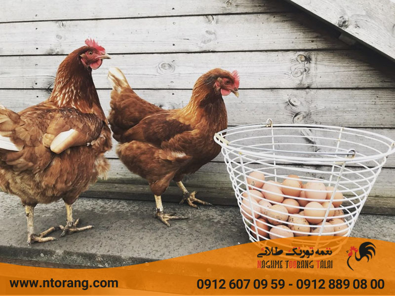 چرا مرغ تخم خودش رو میخوره