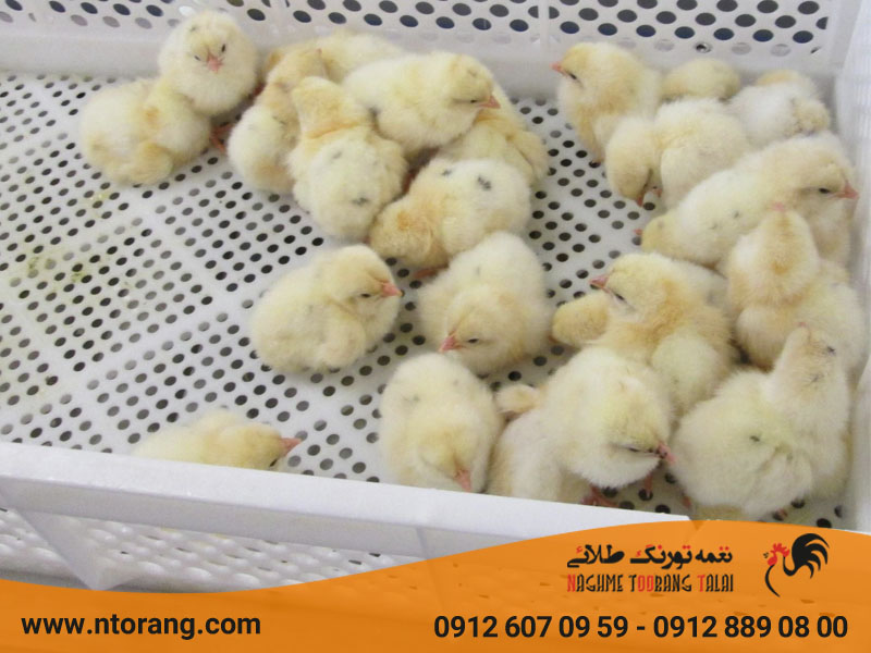 علت مرگ و میر جوجه یک روزه