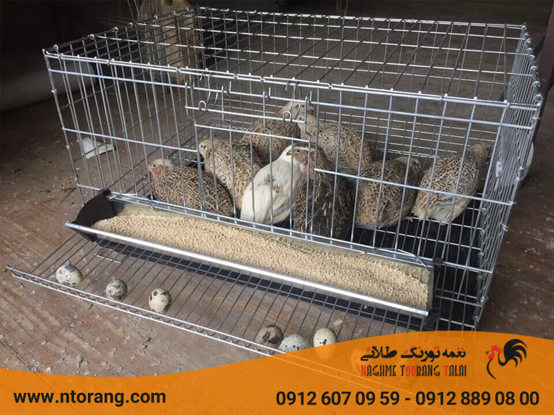 فروش بلدرچین گوشتی