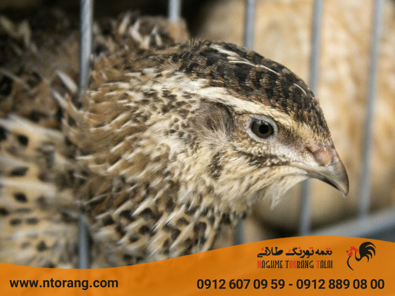 فروش جوجه بلدرچین