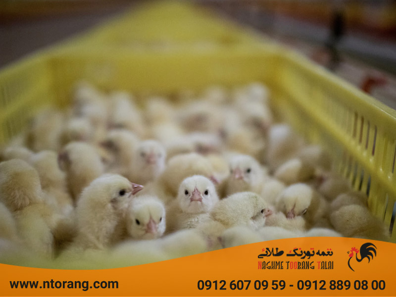 فروش جوجه یکروزه در قم