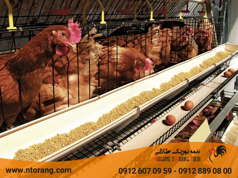 بهترین سن خرید مرغ تخمگذار بومی