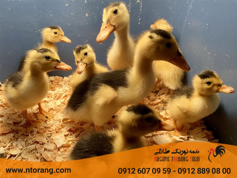 نگهداری صحیح از جوجه‌ اردک
