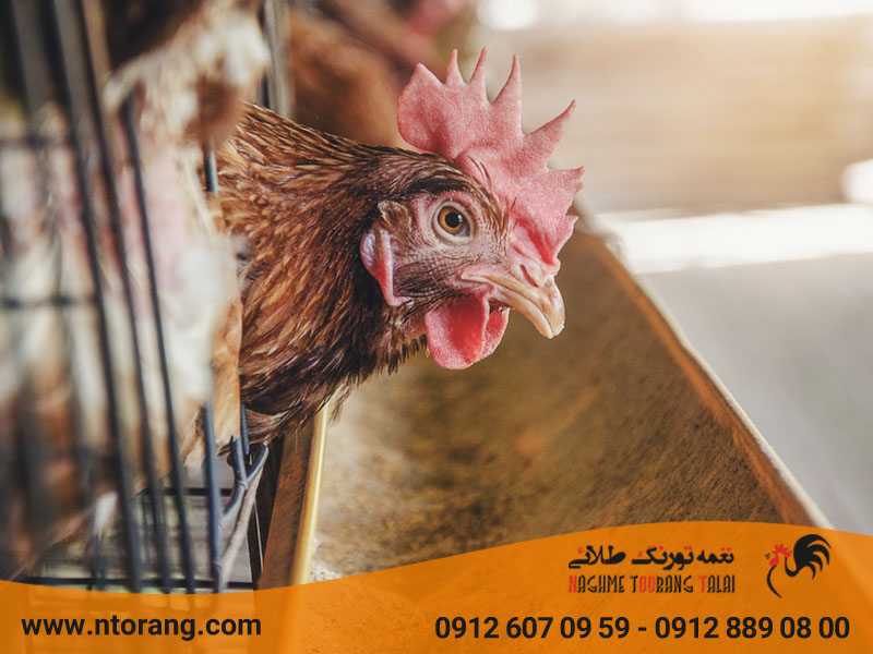 فروش دان طیور