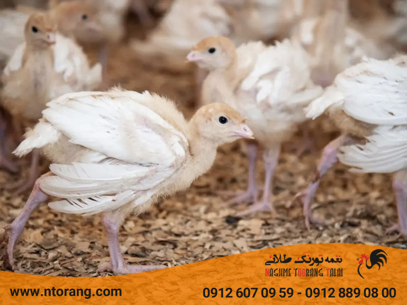 بستر کف سالن پرورش بوقلمون