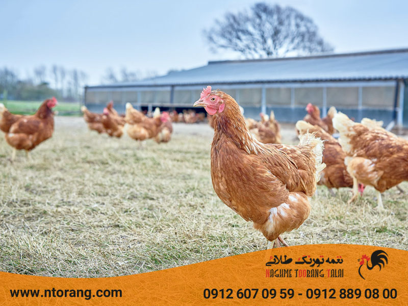 مرغ‌های بومی با تخمگذاری بالا