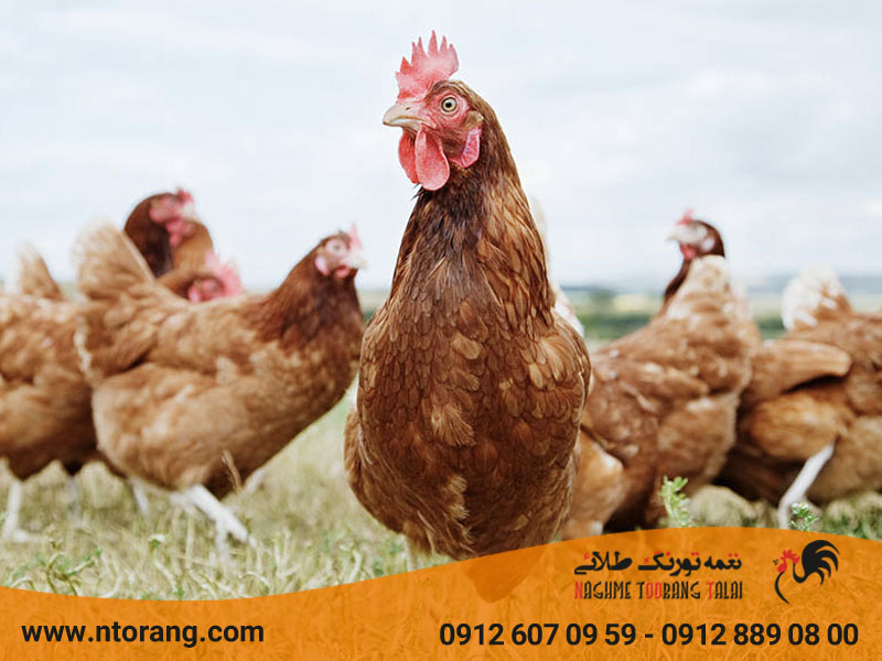 پرورش مرغ محلی تخمگذار