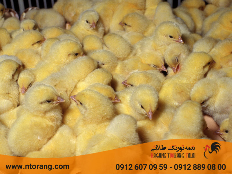 چالش های پرورش جوجه گوشتی