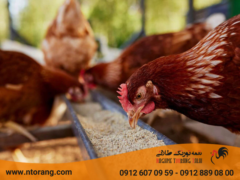 اهمیت برنامه تغذیه  مناسب برای جوجه