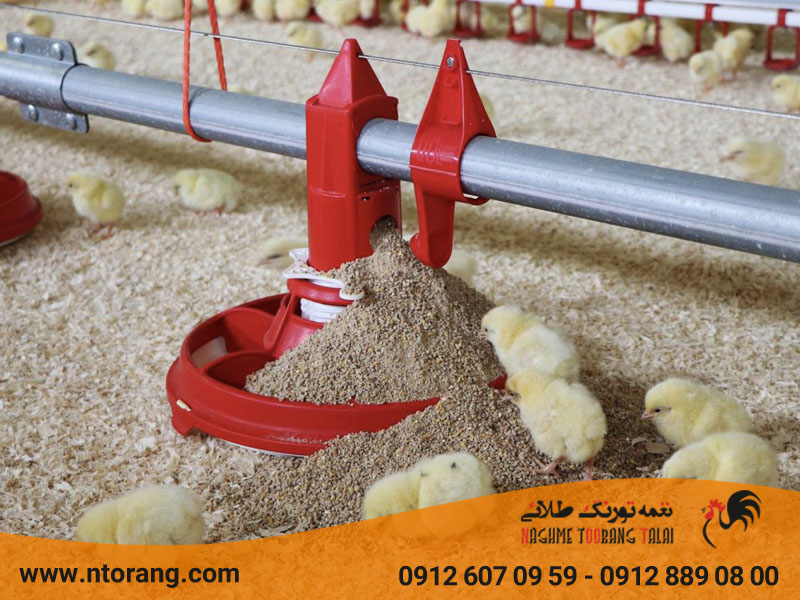 تغذیه جوجه یک روزه
