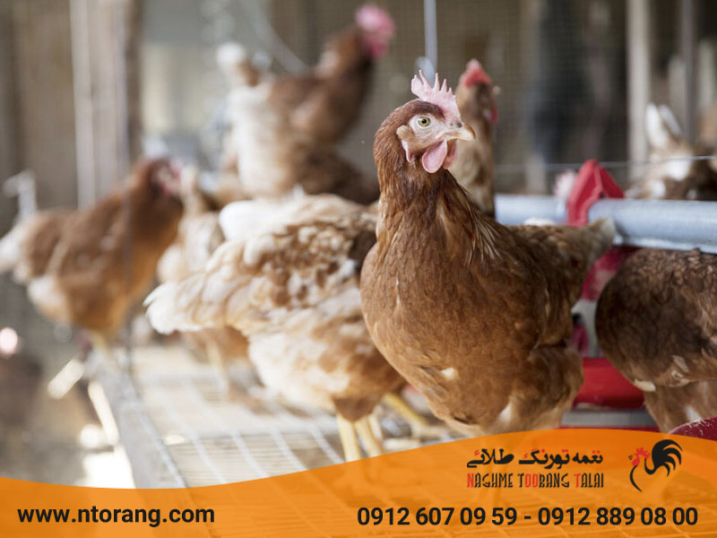 تکنیک های افزایش فروش مرغ محلی