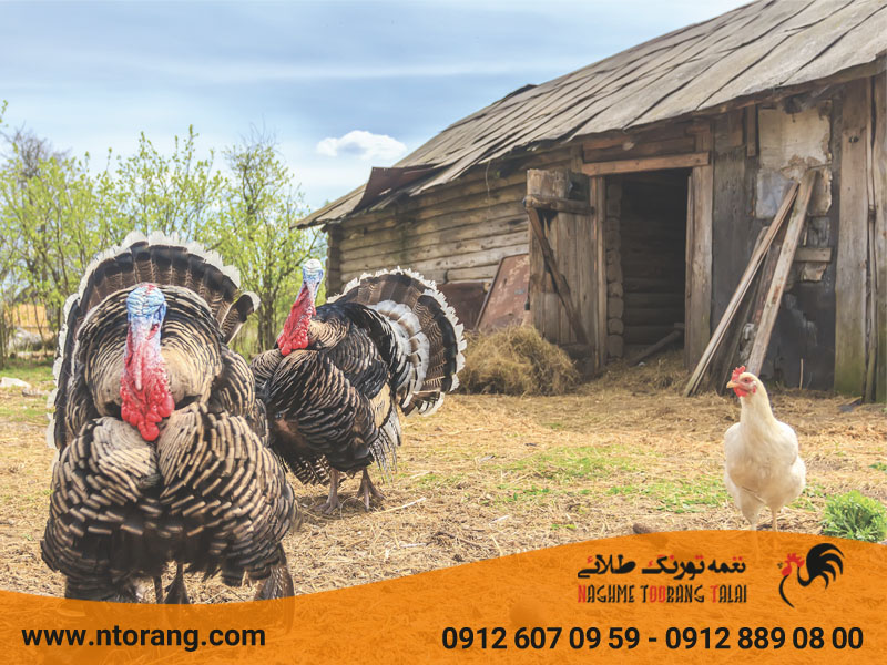 پرورش بوقلمون در روستا