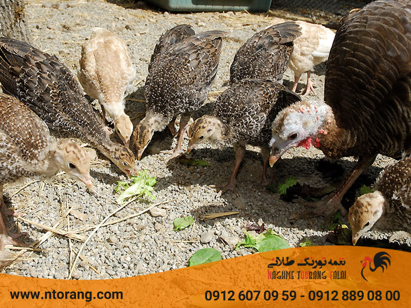 تجهیزات لازم برای پرورش بوقلمون در روستا