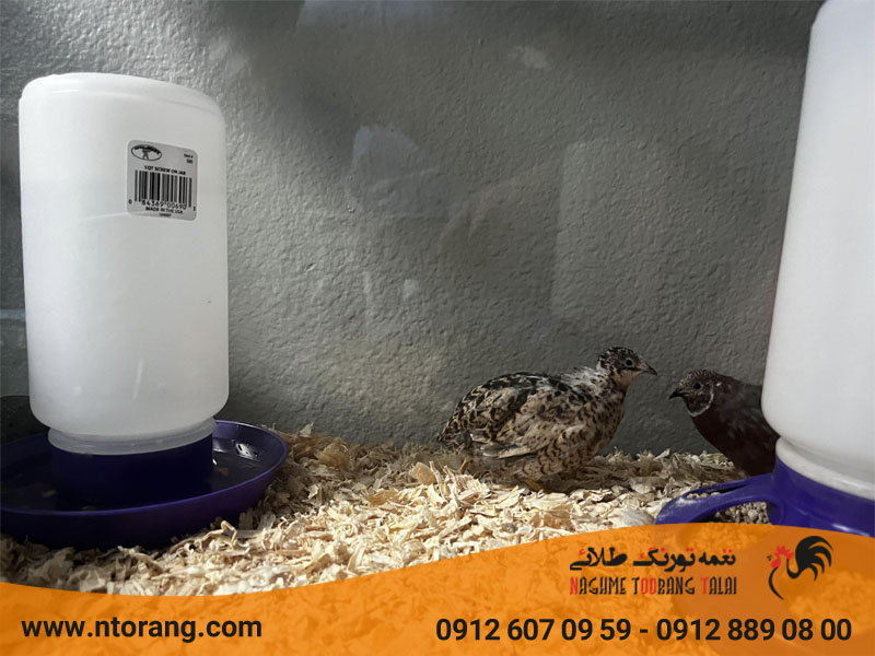 تشخیص سن بلدرچین