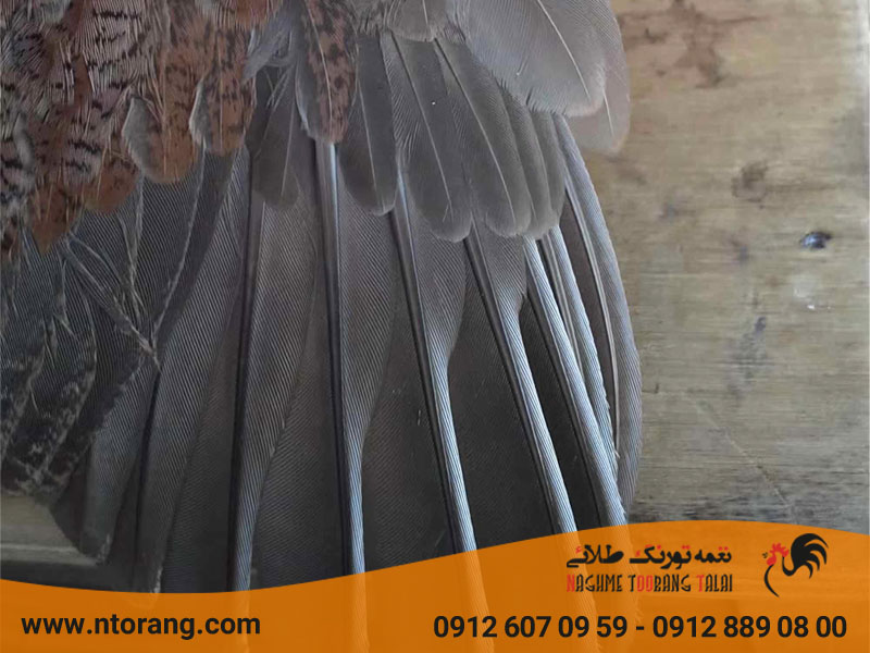 تشخیص سن بلدرچین