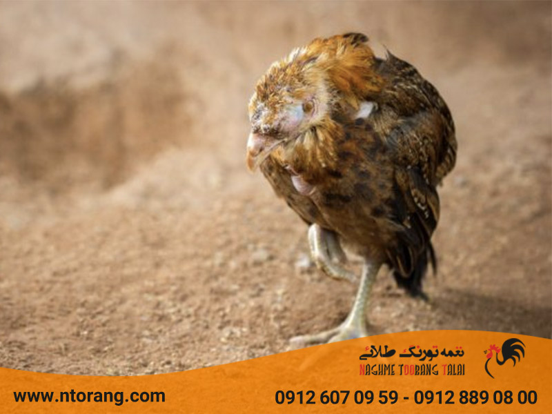 علائم بیماری پولوروم طیور