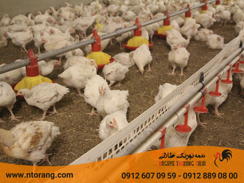 دان خوری مخصوص طیور در سالن مرغداری