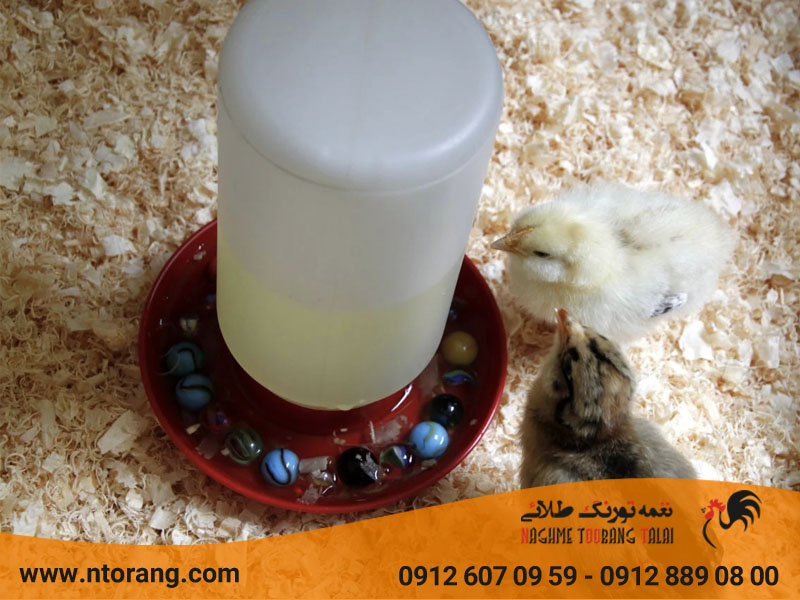 تاثیر آب در بهینه سازی تغذیه جوجه گوشتی