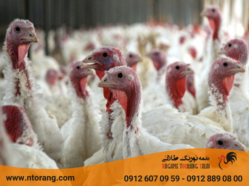 واکسن زدن به بوقلمون