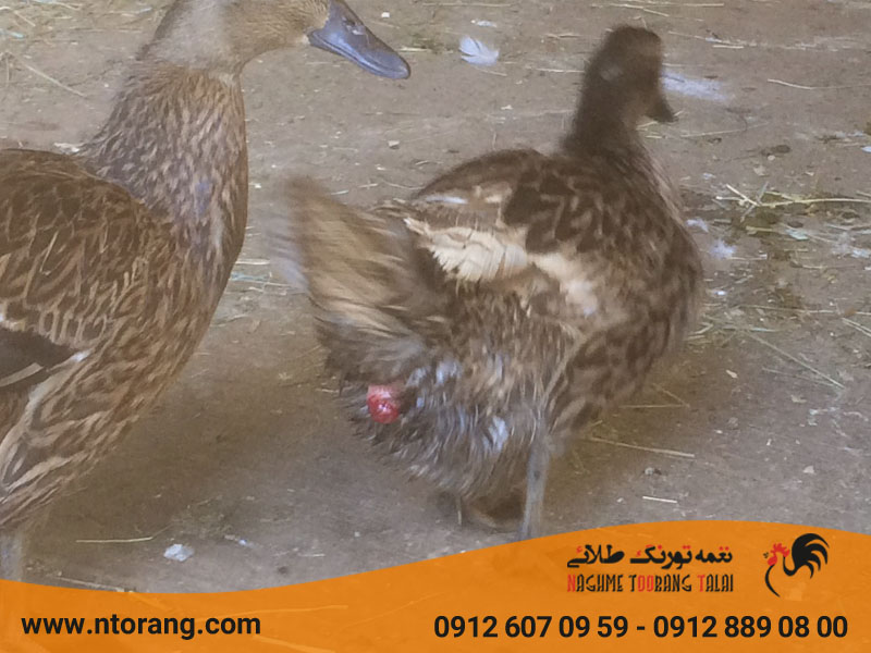 علائم بیماری تورم کلوآک در اردک