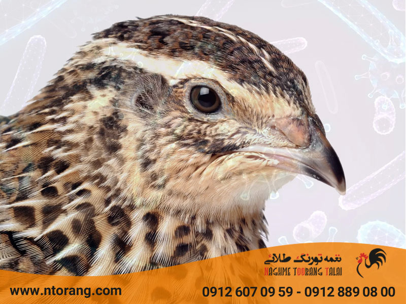 واکسیناسیون بلدرچین