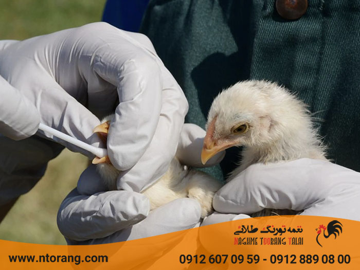 پیشگیری از آنفلوانزا در طیو