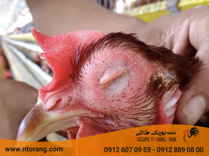 آنفلوانزای طیو در سالنهای صنعتی