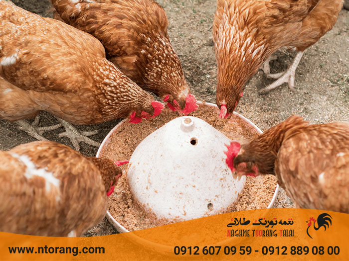 نحوه محاسبه مقدار دان مصرفی روزانه طیور