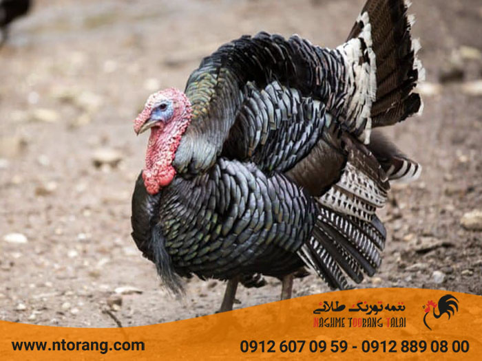 نکات نگهداری برای افزایش طول عمر بوقلمون