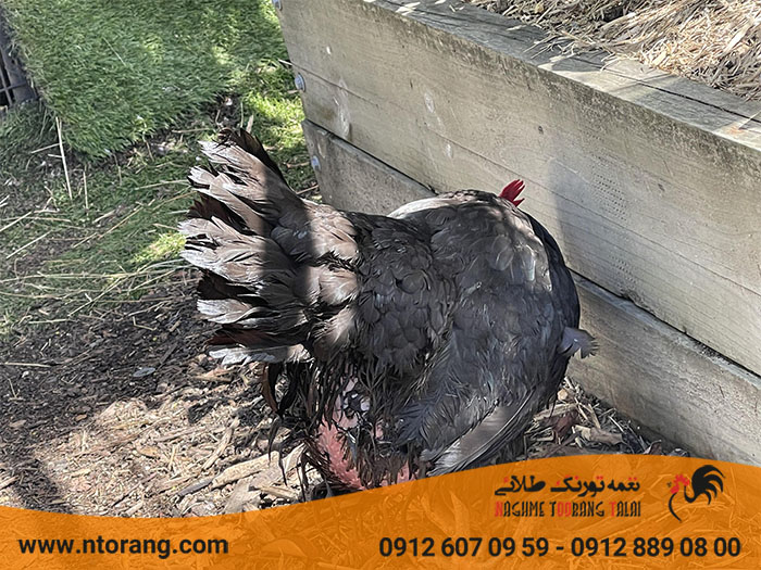 بیماری نفخ مرغ گوشتی 