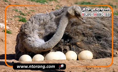 آماده‌سازی شترمرغ برای دوره تخم‌گذاری